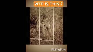 Looked like a bunch of trees then we looked closer  bigfoot viral yt nature [upl. by Leiruh]