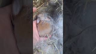 Baby Holland Lop Rabbits ❤️ [upl. by Marena767]