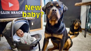 Rottweiler Gets Newborn Family Birth Video [upl. by Odlanyer]