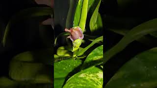 Hagens pit viper Trimeresurus hageni enjoying a meal viper snakes venomous [upl. by Yadrahc]