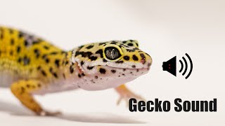 Gecko Sounds  Gecko Sound Effects  Lizard Sound At Night [upl. by Amoreta279]