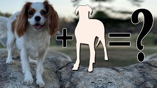 Top 10 Cavalier King Charles Spaniel Mixes [upl. by Aima]