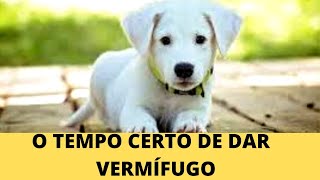 VERMÍFUGO PARA CÃES FILHOTES QUANTAS DOSES  COMO VERMIFUGAR [upl. by Truelove]