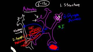 Physiology of Astrocytes [upl. by Sackman585]