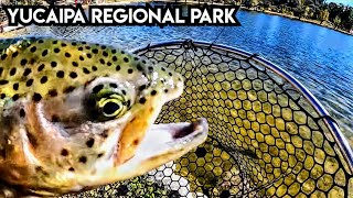 Trout Fishing Yucaipa Regional Park For Stocked Trout troutfishing [upl. by Lah]