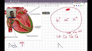 introduction to antiarrhythmic drugs [upl. by Ominorej]