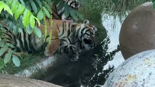 Baby Tigers Playing at London Zoo [upl. by Attenborough]