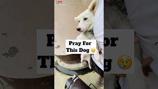 Pray For This Dog 😓  minivlog [upl. by Erreipnaej]