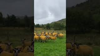 Ewe Lambs from J H Thompson amp Sons Mains of Glenbuchat Strathdon [upl. by Allecsirp168]