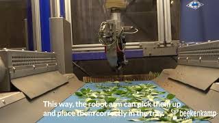 Cutting Robot at Beekenkamp Plants [upl. by Asirac]