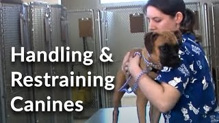 Veterinary Technician and Assistant Training Handling and Restraining Dogs [upl. by Nahtannoj]