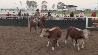 Willinga at Juandah Plains Campdraft Day 3  Session 1 [upl. by Aphra515]