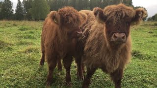 Scottish Highland Cattle In Finland Fluffy calves mooing moo moo moo [upl. by Saphra]