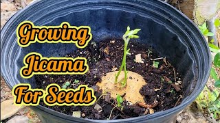 Growing Jicama For Seeds  Part 1 [upl. by Zorah]