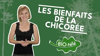 SANTÉ  DÉCOUVREZ LES BIENFAITS SURPRENANTS DE LA CHICORÉE [upl. by Ytsim]