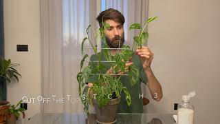 How to propagate monstera monkey leaf [upl. by Lotson228]