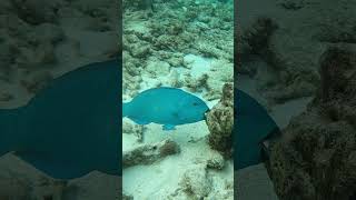 Scarus coeruleus blue parrotfish blauwe papegaai v fish scubadiving snorkeling travel scuba [upl. by Hillery]