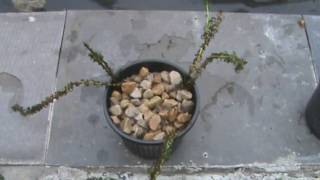 Planting Elodea Crispa For a Pond [upl. by Aihsenal]