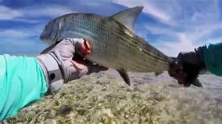 Bonefish on the fly Casuarina Point Central Abaco Bahamas [upl. by Yzeerb]