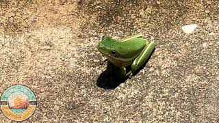 GREEN AMERICAN TREE FROG WAIT FOR IT [upl. by Pell]