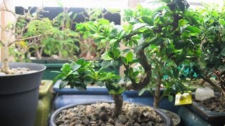 How to Care for a Sweet Plum Bonsai [upl. by Osrit]