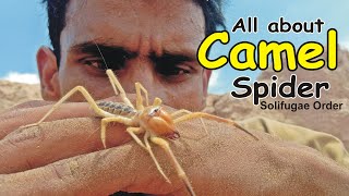 Camel SpiderSolifugae Az information [upl. by Akimot]