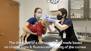 Diagnosing Corneal Ulcers in Pets [upl. by Beka]