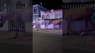 Vieques Puerto Rico Wild Horses Roam through town [upl. by Velda]