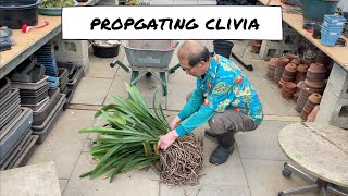 Propogating a Clivia [upl. by Kissee]