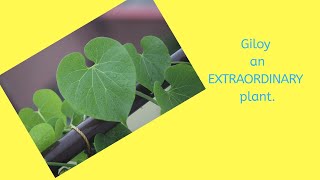 GiloyTinospora cordifoliaAn Extraordinary Plant The Benefits of Giloy [upl. by Cristine]