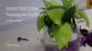 Plant Vlog  Propagate Indoor Plant Cuttings in Water  Epiperium heart leaf philodendron [upl. by Christina]