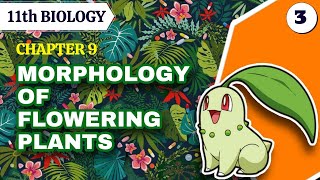 11th Biology  CHAPTER 9  Morphology of flowering plants  Lecture3  Maharashtra State Board [upl. by Uwton]