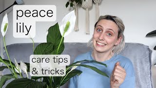 PEACE LILY CARE  Spathiphyllum Care Tips amp Tricks [upl. by Siednarb841]