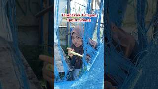 Tembakan pelepah daun pisang kreatif comedy lucu tips hiburan shortvideo [upl. by Ninetta]