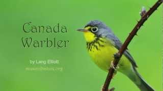 Canada Warbler [upl. by Biondo856]