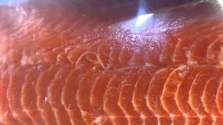 Live worms in Costco salmon [upl. by Ahcsatan]