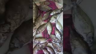 baronang baronangbabon rabbitfish fishing jubail dammam khobar [upl. by Henrion612]