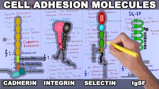 Cell Adhesion Molecules  Structure and Types [upl. by Rog]