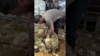 Spanish Shearers Learning with Robbie Hislop [upl. by Stroud]