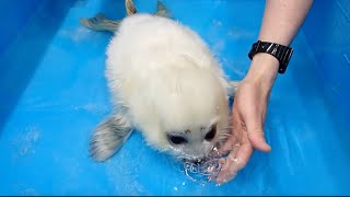 Baby Seal Blowing Bubbles [upl. by Reehsab]