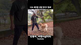 나도 베리랑 신발 던지기 할래 골든리트리버 goldenretriever 시골집 시골생활 rusticity 강아지일상 shorts [upl. by Ymaj944]