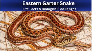 How to Identify an Eastern Garter Snake [upl. by Desi]