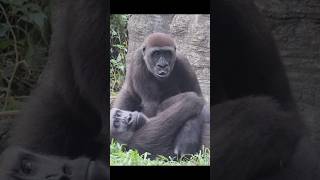 4yearold gorilla wants milk 😆 gorillatag 金剛猩猩 台北市立動物園 shorts [upl. by Aicekat896]