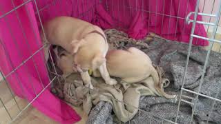 Tiny Tunes Sunshine Whippet litter [upl. by Erdnassak]