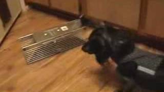 Crazy Wiener Dog goes nuts over a rat [upl. by Elleimac268]