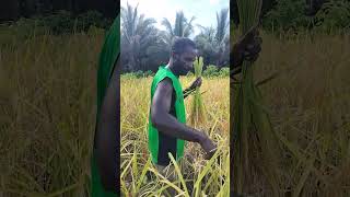 Rice panicle harvesting shorts [upl. by Ettevets]