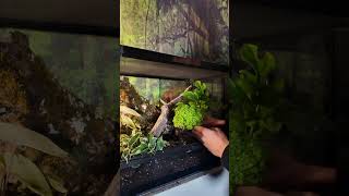 Set up a Dart Frog tanks with us in our ProRep Terrarium dartfrog [upl. by Riordan]