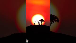 sunset animalphotography nature photoraphy travel explore [upl. by Colley]