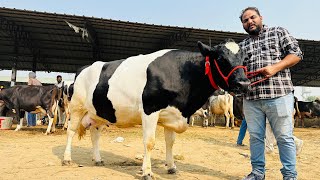 Biggest cow in Jagraon Mandi with 45 Liter milk in just150000 [upl. by Eidoj69]