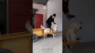 Dog Do Drive Chauffer🥵🤯New Viral GadgetsSmart Appliances Kitchen UtensilsHome Inventions shorts [upl. by Oelc]